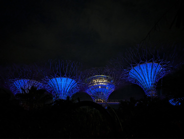 Borealis trees at night.